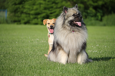 Keeshond and yellow Labrador retriever puppy on grass field at daytime thumbnail
