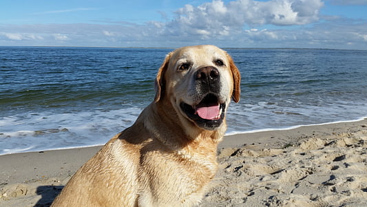 adult yellow Labrador retriever near body of water thumbnail