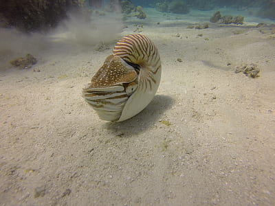 white and brown seashell thumbnail