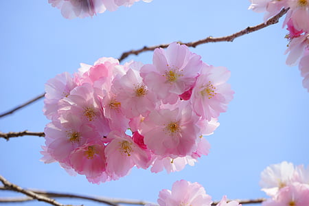macro shot of cherry blossom thumbnail