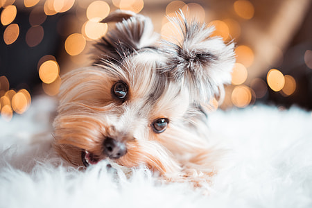 Cute Yorkshire Terrier Eating Mini Dog Snacks on Christmas thumbnail