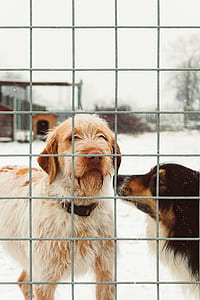 two black and tan dog behind cage thumbnail
