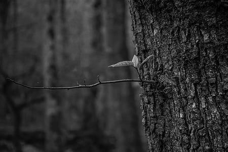 grayscale photography of tree trunk thumbnail