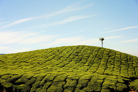 Hill Farm landscape in Munnar, India thumbnail