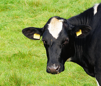 black and white cow on green grass field thumbnail