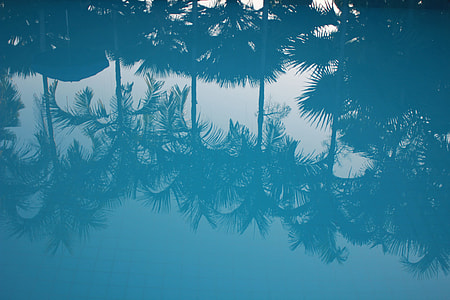 reflection, palm tree, blue water, water thumbnail