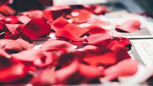 closeup photo of red flower petals on white printer papers thumbnail
