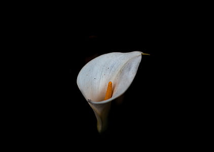 selective focus photo of calla lily flower thumbnail