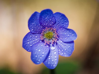 droplets on blue and pink flowers thumbnail