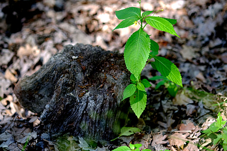 green leaf plant thumbnail