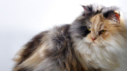 white and brown cat thumbnail