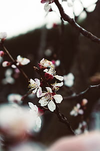 selective focus of white petaled flowers thumbnail