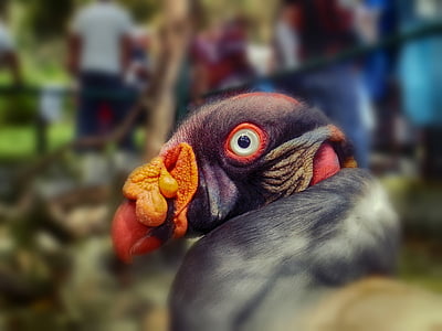 selective focus photography of king vulture thumbnail