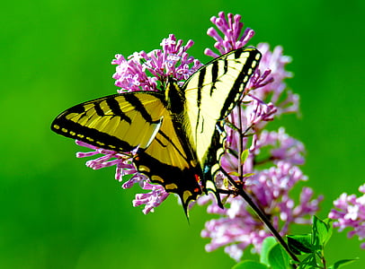 yellow and black butterfly perched on purple flower thumbnail