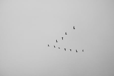 low angle photo of flock of birds flying under the clouds thumbnail