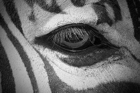 grayscale photo of eye thumbnail