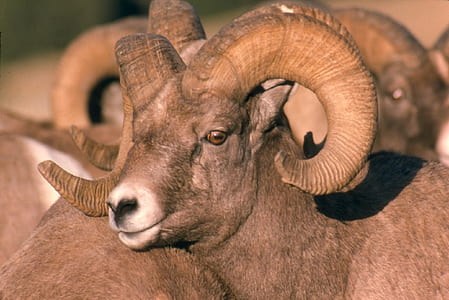 brown ram thumbnail