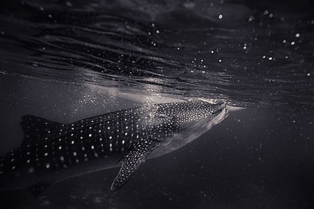 black floating shark thumbnail