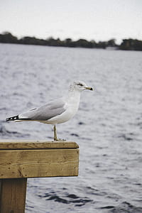 white and gray bird on brown wooden surface thumbnail