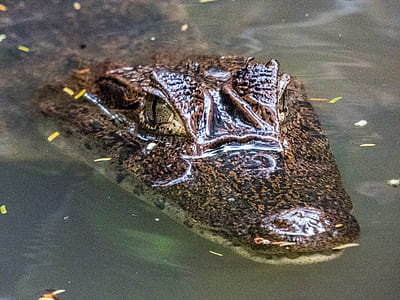brown and black alligator in body of water thumbnail