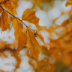 Close-Up Photography of Brown Leaves thumbnail