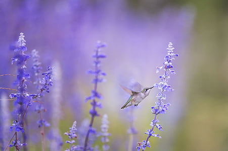 purple flowers thumbnail