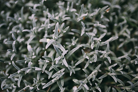 Closeup view of nature thumbnail