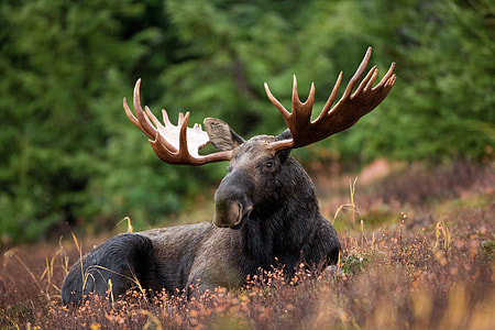 black and gray Moose on brown grass thumbnail