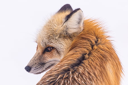 brown fox thumbnail
