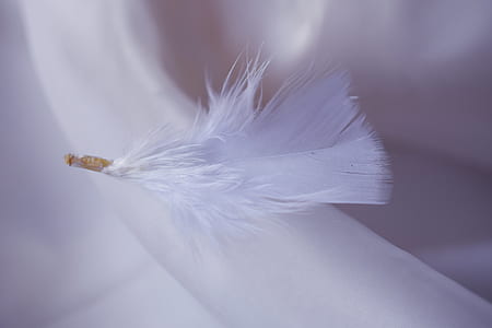 white feather thumbnail