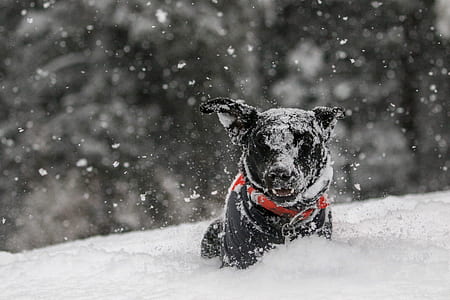 black dog covered with snow thumbnail