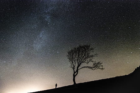 silhouette photo of person standing near tree thumbnail