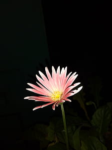 red petaled flower in bloom thumbnail