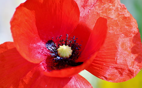 selective focus photo of red petaled flower thumbnail