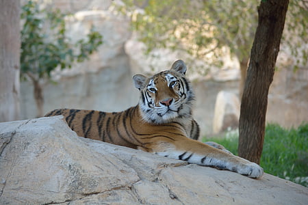 wildlife photography tiger laying on white rock thumbnail