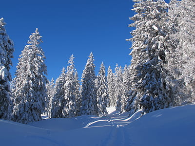 snow covered pine trees during daytime thumbnail