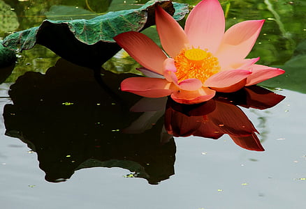 pink lotus flower thumbnail