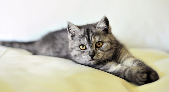 selective focus photo of silver tabby cat thumbnail