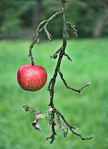 selective focus photography of apple fruit on branch thumbnail