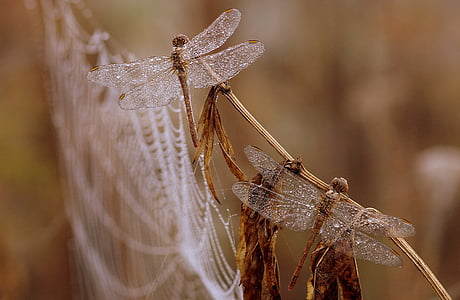 selective focus photography of brown dragonflies thumbnail