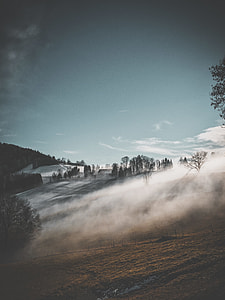 forest with fog during sunrise thumbnail