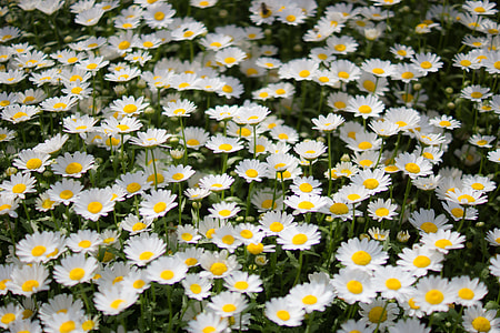 Wildflower, Flowers thumbnail