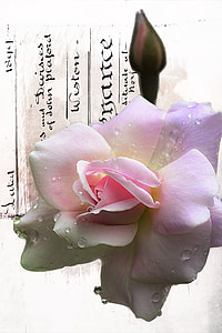white flower thumbnail