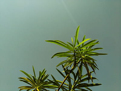 Low Angle Shot of Green Leaf Plant Under Gray Sky thumbnail