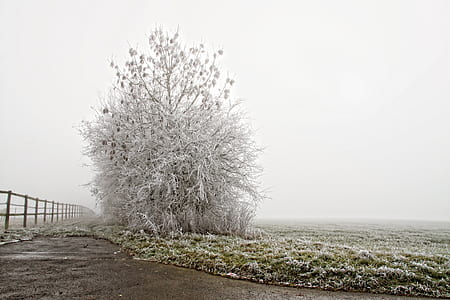 white tree near fence during daytime thumbnail