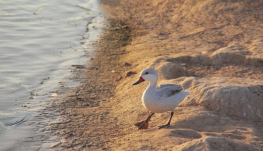 white bird on sand thumbnail