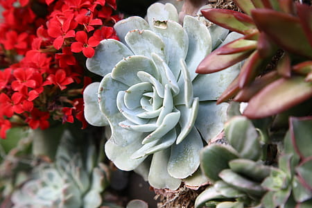 green succulent plant thumbnail
