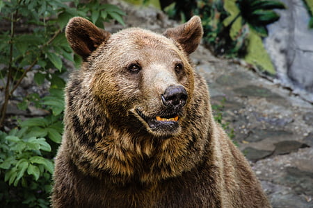photo of brown bear thumbnail