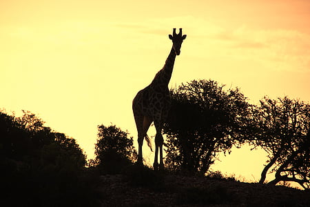 silhouette photo of giraffe standing beside tree thumbnail