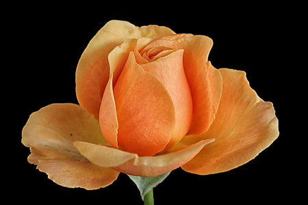 orange rose in macro lens photography thumbnail